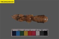 藏品(大指泥蝦)的圖片